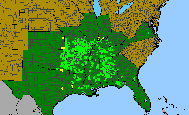 The range of Calycocarpum lyonii